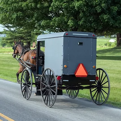 Amish Buggy with Horse